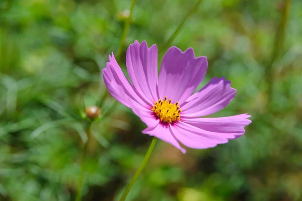 Pink Cosmos Flowers Blooming Garden — Stock Photo, Image