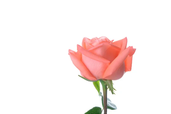 Single Beautiful Fresh Pink Rose Isolated White Background Copy Space — Stock Photo, Image