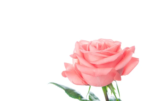 Single Beautiful Fresh Pink Rose Isolated White Background Copy Space — Stock Photo, Image