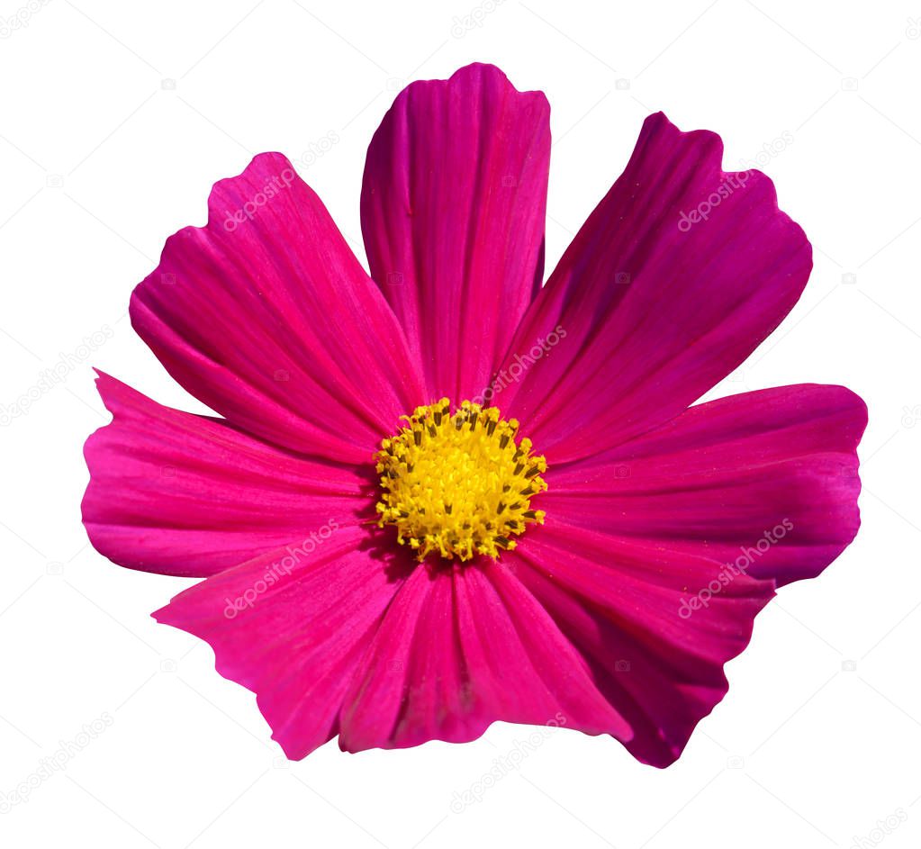 purple cosmos flowers blooming isolated on the white background, clipping path