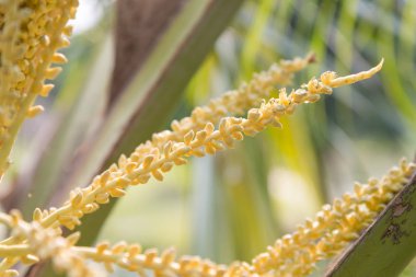 Tazelik Hindistan cevizi Hindistan cevizi ağacı çiçek brunch