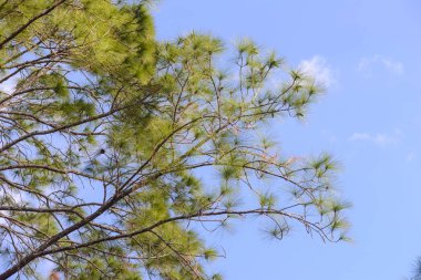 Bush yeşil yaprakları ve mavi gökyüzü ile çam ağacının dalları