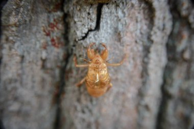 Ağaçta, deri değiştirme ağustosböceği ağustosböceği, deri değiştirme