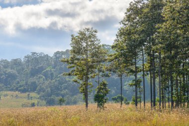 Güzel ağaç Mulk Salaeng Luang Milli Parkı'nda, Savanna Tayland Milli Parkı