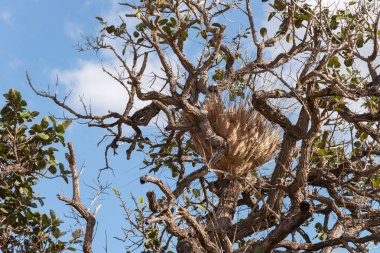 Güzel ağaç Mulk Salaeng Luang Milli Parkı'nda, Savanna Tayland Milli Parkı