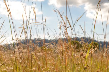 Pampa otu bulutlar ve gökyüzü rüzgar