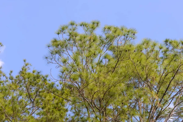Hojas Verdes Arbusto Ramas Pino Con Cielo Azul —  Fotos de Stock