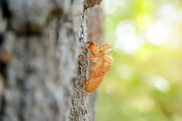 Molting Του Τζίτζικα Στο Δέντρο Τζιτζίκι Molting — Φωτογραφία Αρχείου