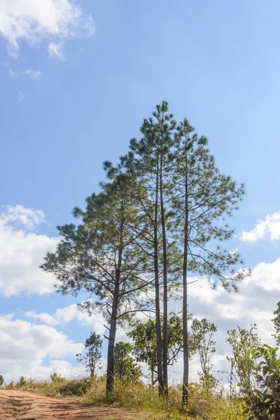 Schöner Baum Thung Salaeng Luang Nationalpark Savanne Thailändischen Nationalpark — Stockfoto