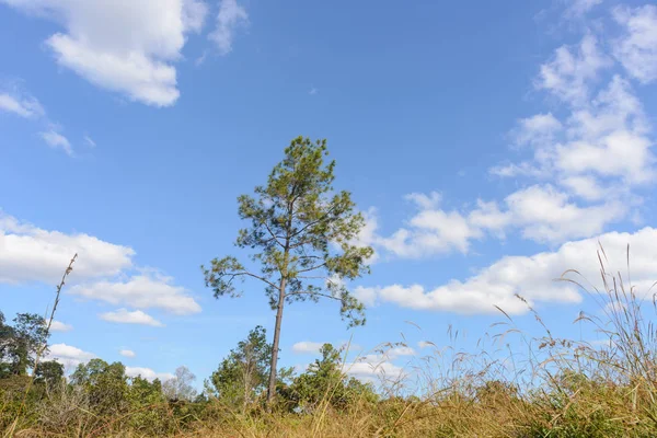 Mooie Boom Thung Salaeng Luang Nationaal Park Savanna Nationale Park — Stockfoto