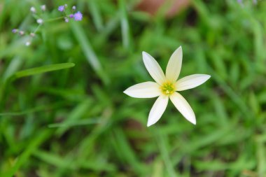 Güzel beyaz yağmur lily, Zephyranthes Lily