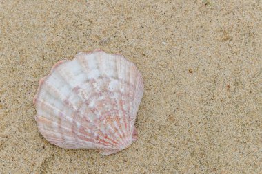 metin için kopya alanı ile kum üzerinde deniz kabukları. Tatil zamanı