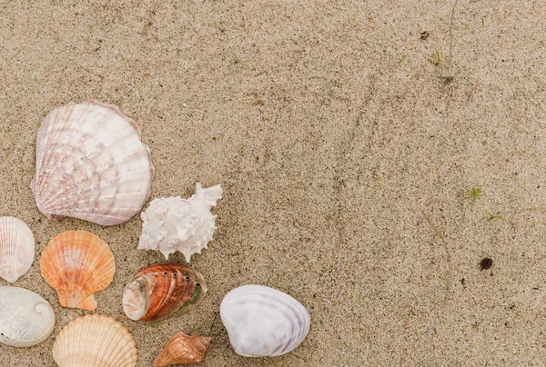 Bovenaanzicht van verschillende zeeschelpen op zand met Kopieer ruimte voor tex — Stockfoto