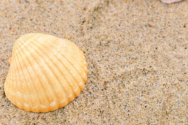 Coquilles de mer sur sable avec espace de copie pour le texte. Temps de vacances — Photo