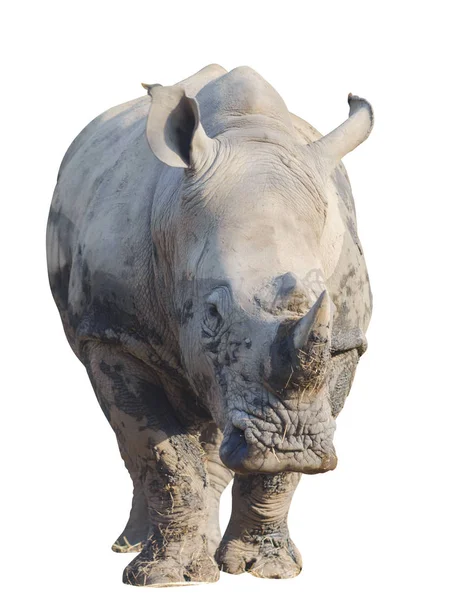 Rinoceronte ou rinoceronte isolado em branco com caminho de recorte — Fotografia de Stock