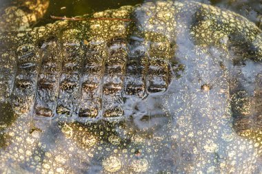 timsah derisi. doku ve arka plan