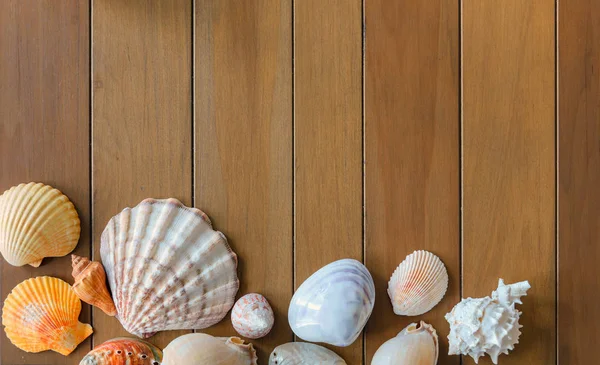 Vista dall'alto di diversi gusci di mare su sfondo in legno con spazio copia. Concetto ora legale — Foto Stock