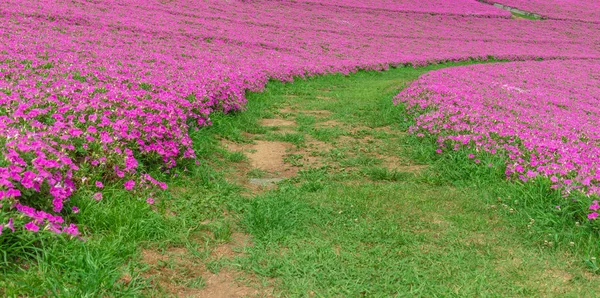 Landscape of Grass pathway dengan Beautiful Pink Petunia flowers (Petunia hybrida) di taman. Di musim panas dengan hari yang cerah — Stok Foto