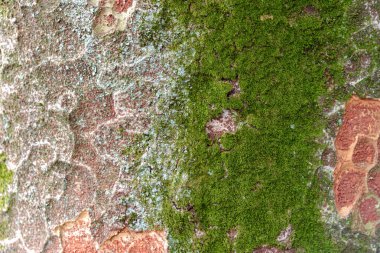yakın çekim yosun yağmur ormanında ağaç gövde üzerinde büyüyor. Yeşil yosunlu ile ağaç kabuğu