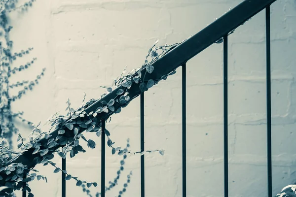 Close-up green ivy plant growth at vintage handrail. Outdoor architectural