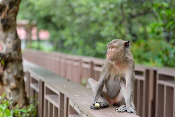Portret małpy siedzącej na drewnianej poręczy chodnika w Tajlandii — Zdjęcie stockowe