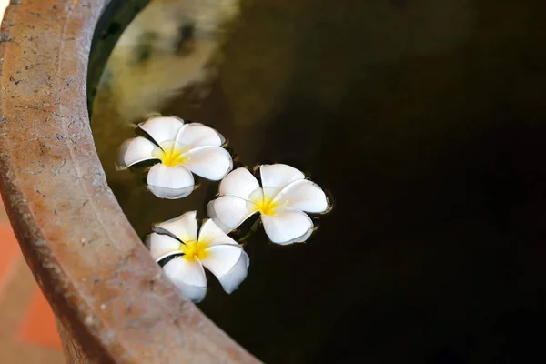 Plumeria de flor branca em água em jarro de barro com espaço de cópia. Concepção Spa — Fotografia de Stock