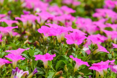 Güzel pembe Petunia çiçekler (Petunia hybrida) bahçede. Yaz aylarında güneşli bir gün