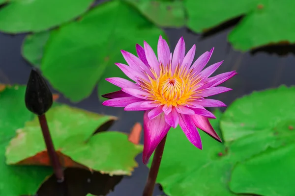 Beautiful pink lotus flower or waterlily blooming and green leaf in pond — Stock Photo, Image