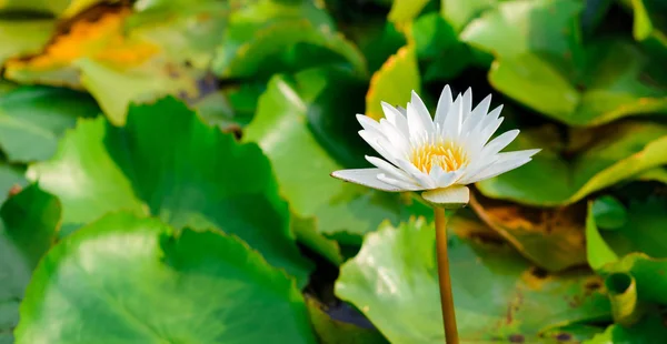 Beautiful White Lotus Flower Waterlily Blooming Green Leaf Pond Purity — Stock Photo, Image