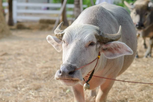 Búfalo albino con pequeña campana en el cuello. Rosa tailandesa agua búfalo de pie —  Fotos de Stock