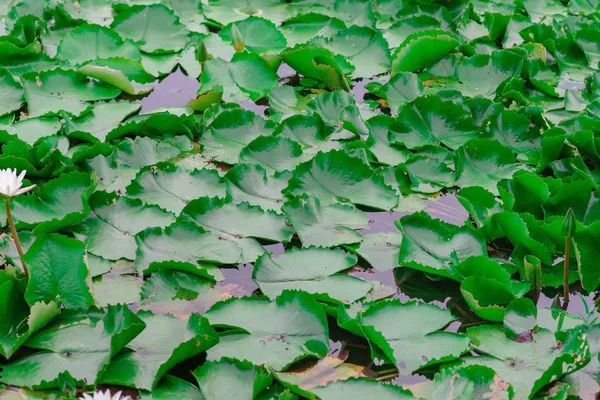 Lotus Hijau daun di kolam. Latar belakang alami — Stok Foto
