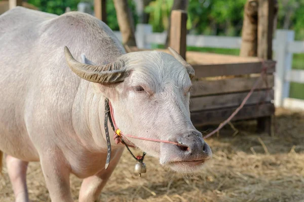 Búfalo albino con pequeña campana en el cuello. Rosa tailandesa agua búfalo de pie —  Fotos de Stock