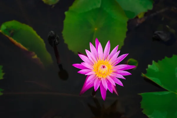 Indah bunga teratai merah muda atau berbunga berair dan daun hijau di kolam — Stok Foto