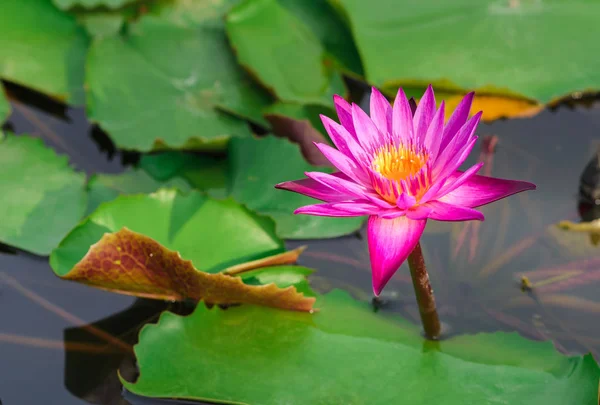 Indah bunga teratai merah muda atau berbunga berair dan daun hijau di kolam — Stok Foto
