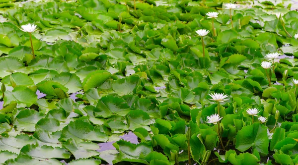 Bunga teratai putih yang indah atau bunga berbunga berair dan daun hijau di kolam, latar belakang alam kemurnian — Stok Foto