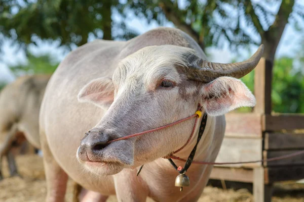 Búfalo albino con pequeña campana en el cuello. Rosa tailandesa agua búfalo de pie —  Fotos de Stock