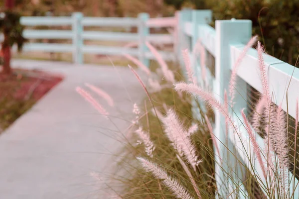 Bloem gras in de buurt van concrete trajecten en witte hek-roze Toon kleur — Stockfoto