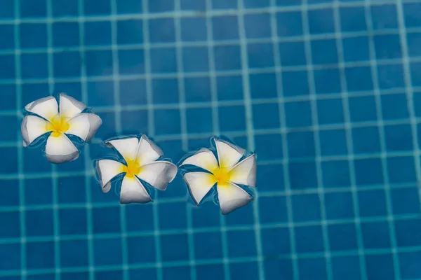 Frangipani plumeria flowers in blue water. Flowers in pool — Stock Photo, Image