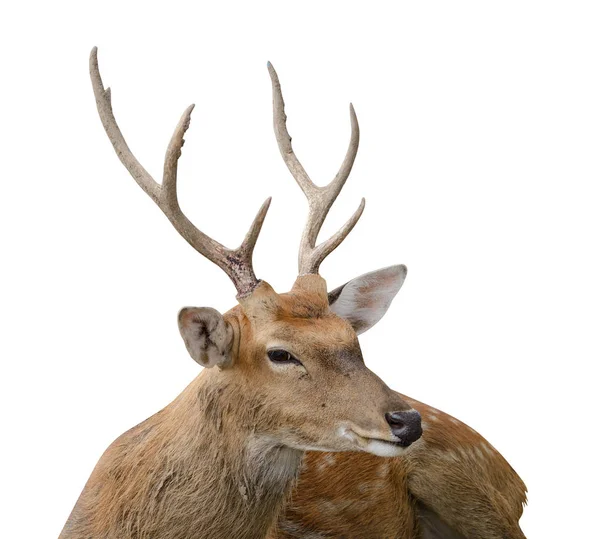 Портрет пятнистого оленя или читал на белом фоне с вырезанной дорожкой. Фото дикой природы и животных — стоковое фото