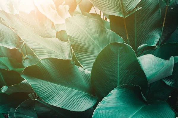 Vista superior de la textura de hojas tropicales. diseño creativo hecho de hojas naturaleza fondo verde oscuro. Acostado. Concepto de naturaleza — Foto de Stock