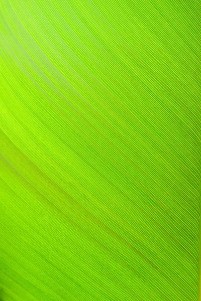 Использование текстуры крупным планом зеленого листа для оформления фона или фона изображения . — стоковое фото