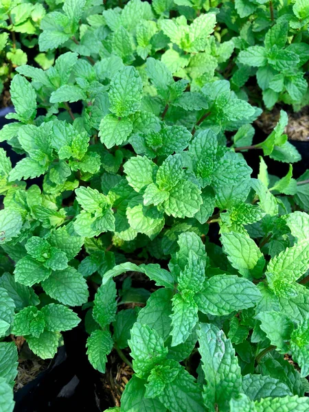 Daun Mint Mentah Segar Kebun Sayuran Tanaman Hijau Untuk Latar — Stok Foto