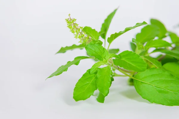 Hojas Albahaca Flores Sobre Fondo Blanco —  Fotos de Stock