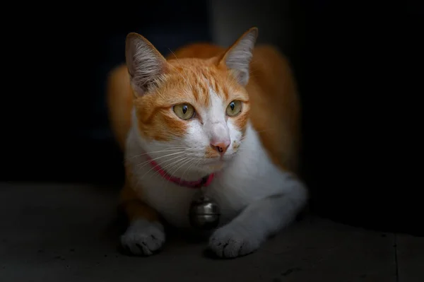 Portrait Tabby Thai Cat Dark Backgroung — Stock Photo, Image