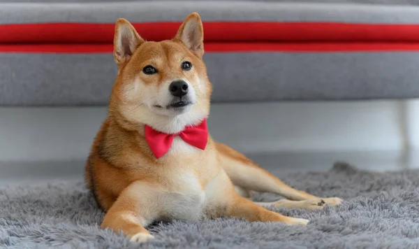 在客厅沙发附近的地毯上系着领带 领带的日本狗 宠物情人的概念 带有复制空间的动物肖像 — 图库照片