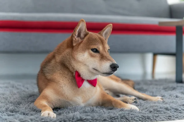 Shiba Inu Японская Собака Галстуком Бабочка Красный Ковре Возле Дивана — стоковое фото