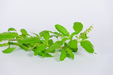 Kutsal fesleğen yaprakları ve beyaz arka planda çiçekler