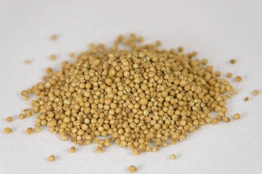 Beyaz tuval arka planında kişniş kuru tohumları