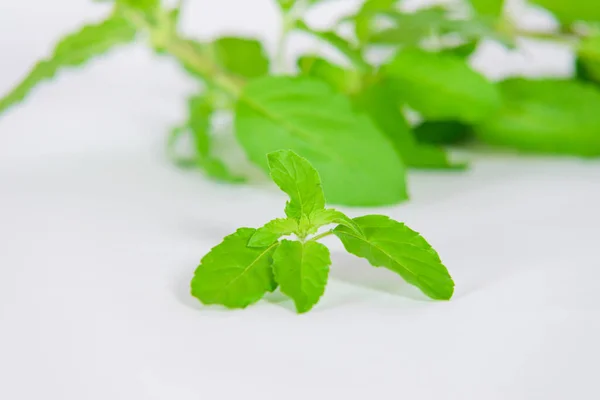 Foglie Basilico Santo Fiori Sfondo Bianco — Foto Stock