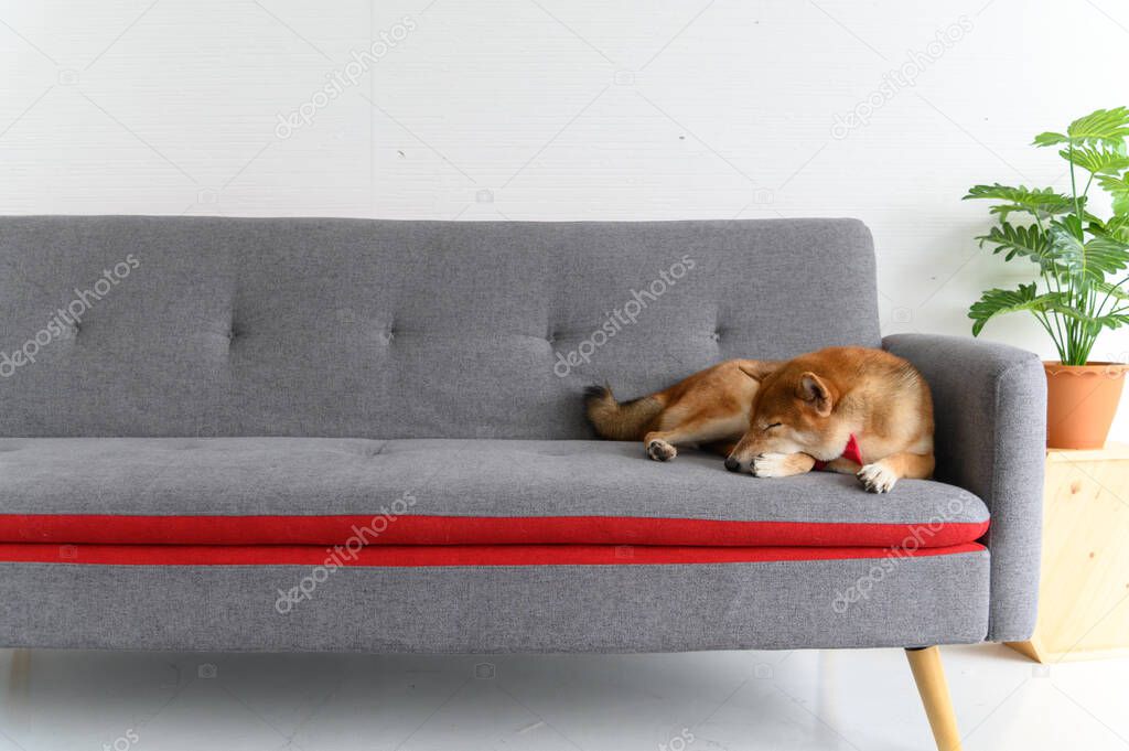 Shiba Inu Japanese dog sleeping on sofa in living room. Pet Lover concept. animal portrait with copy space